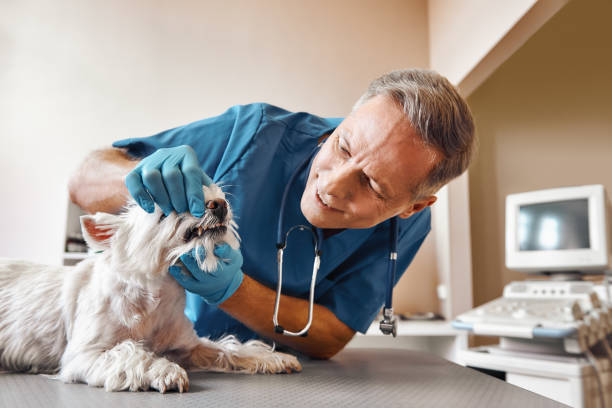 Best Same-Day Emergency Dental Services in Scott City, MO